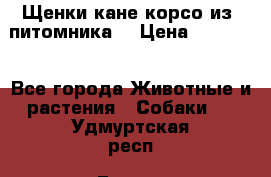 Щенки кане корсо из  питомника! › Цена ­ 65 000 - Все города Животные и растения » Собаки   . Удмуртская респ.,Глазов г.